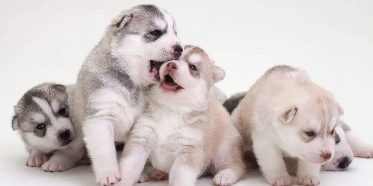 Free-Huskies-A-Warning Free-Huskies-A-Warning