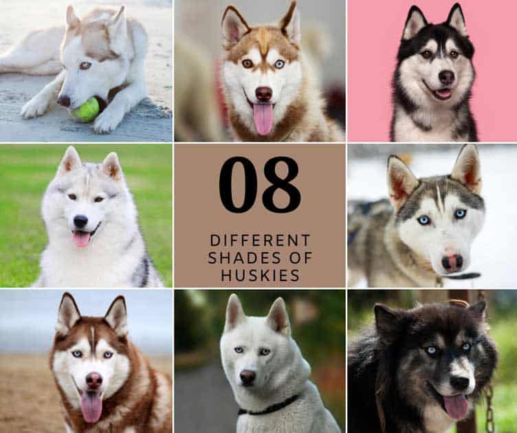 Husky Color Chart