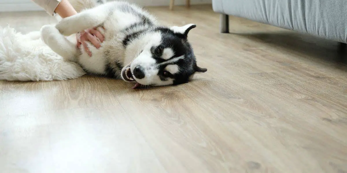 How-much-Space-does-a-husky-need