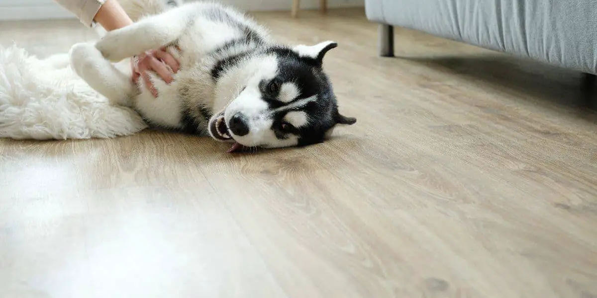 How-much-Space-does-a-husky-need How-much-Space-does-a-husky-need