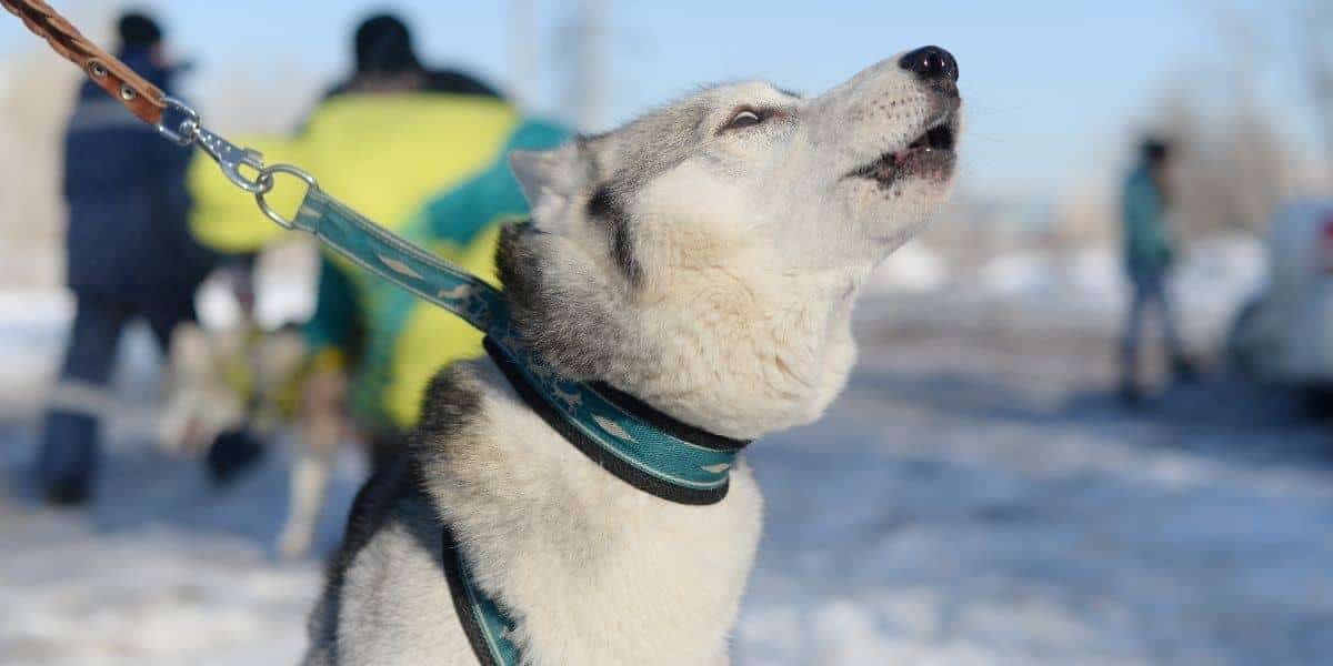 Husky Howling And Barking