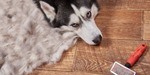 Husky-Grooming