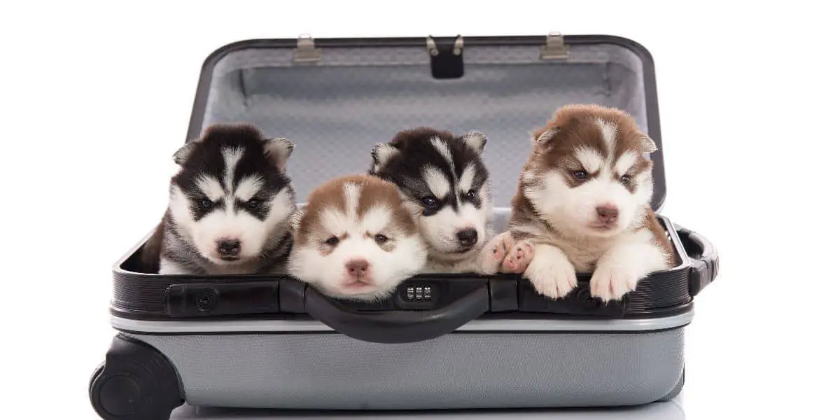 Husky-Pet-Insurance Husky-Pet-Insurance