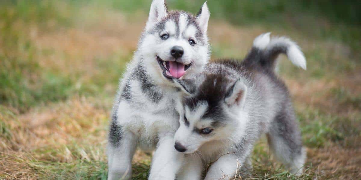 Husky-Play-TIme