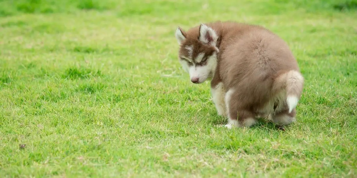 are huskies easy to potty train