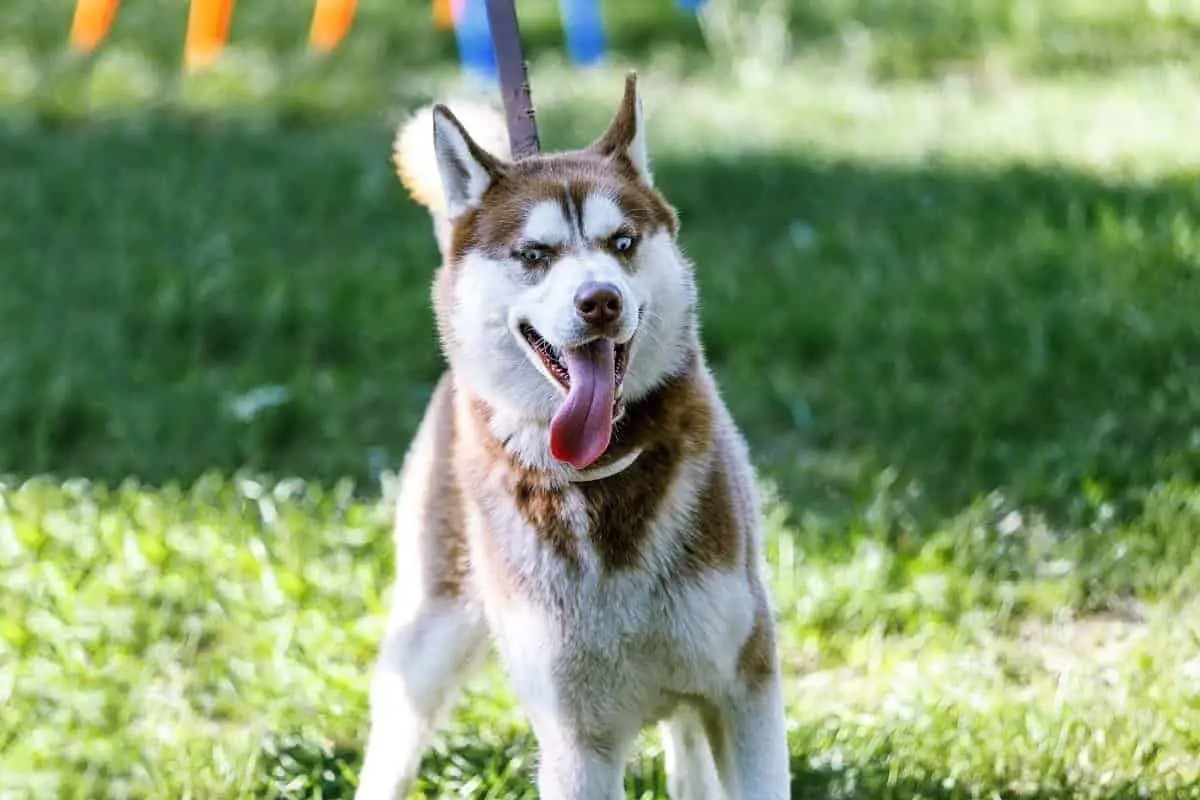 husky leash training