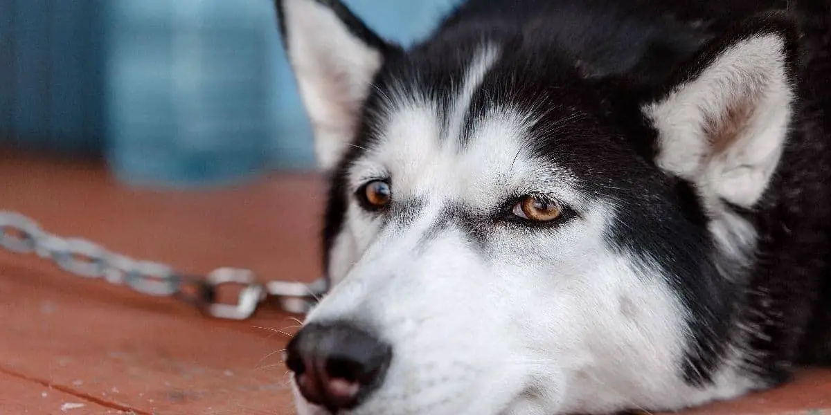 Husky-Puppy-Mill