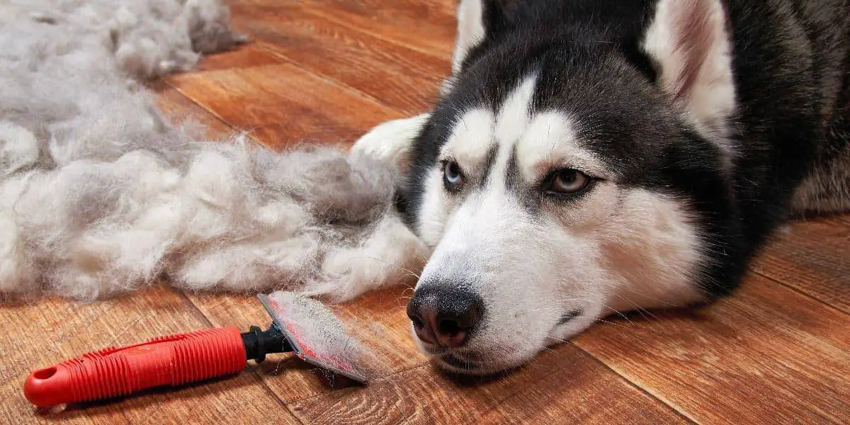 husky shedding