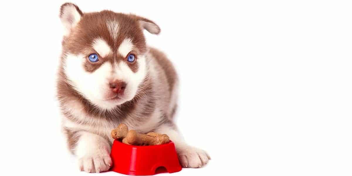 Husky-Snacks-and-treats Husky-Snacks-and-treats