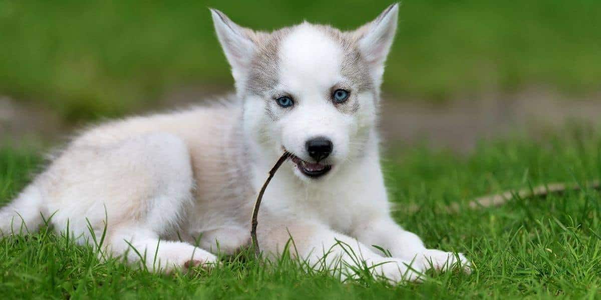 Husky puppy with pointed ears
