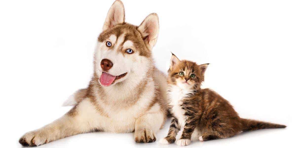 Introduce-a-husky-puppy-to-a-cat Introduce-a-husky-puppy-to-a-cat