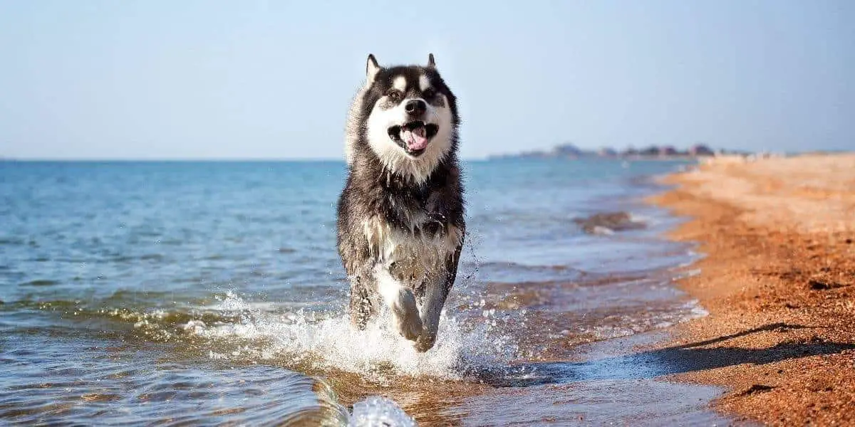 Life-Expectancy-of-a-siberian-Husky