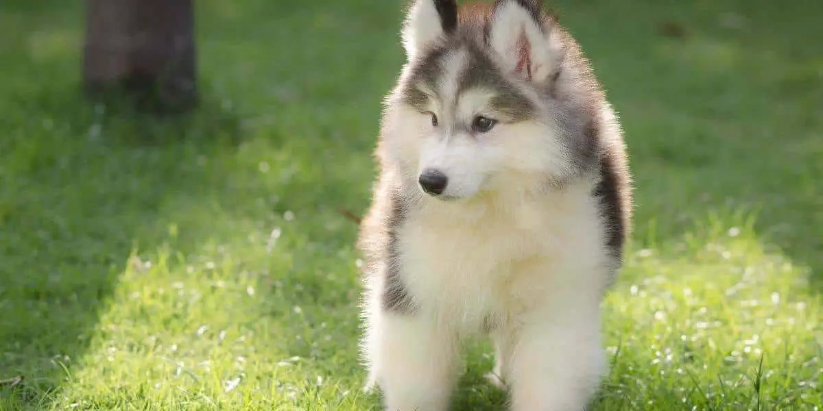 small huskies that stay small