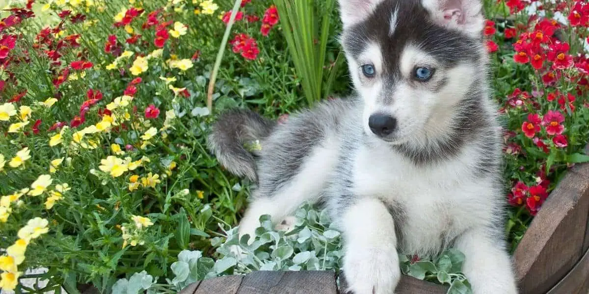 alaskan klee kai pomsky