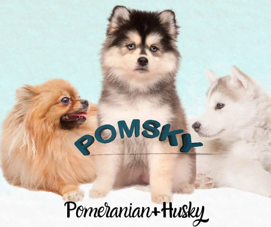 Pomeranian plus Husky equals Pomsky