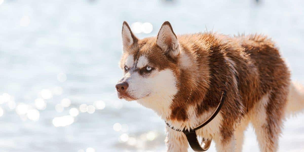 Red-Siberian-Husky