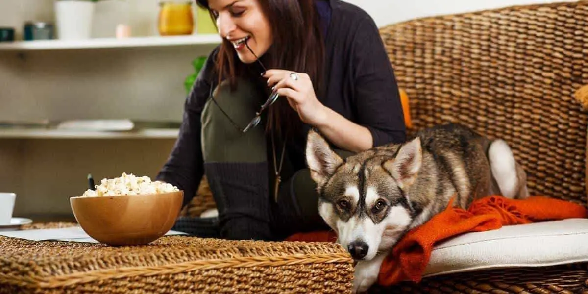 siberian husky apartment