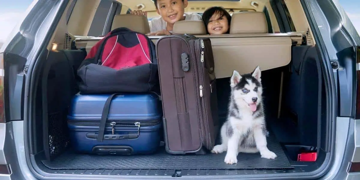 Siberian-Husky-Car-travel