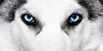 Siberian-Husky-Eye-Colors