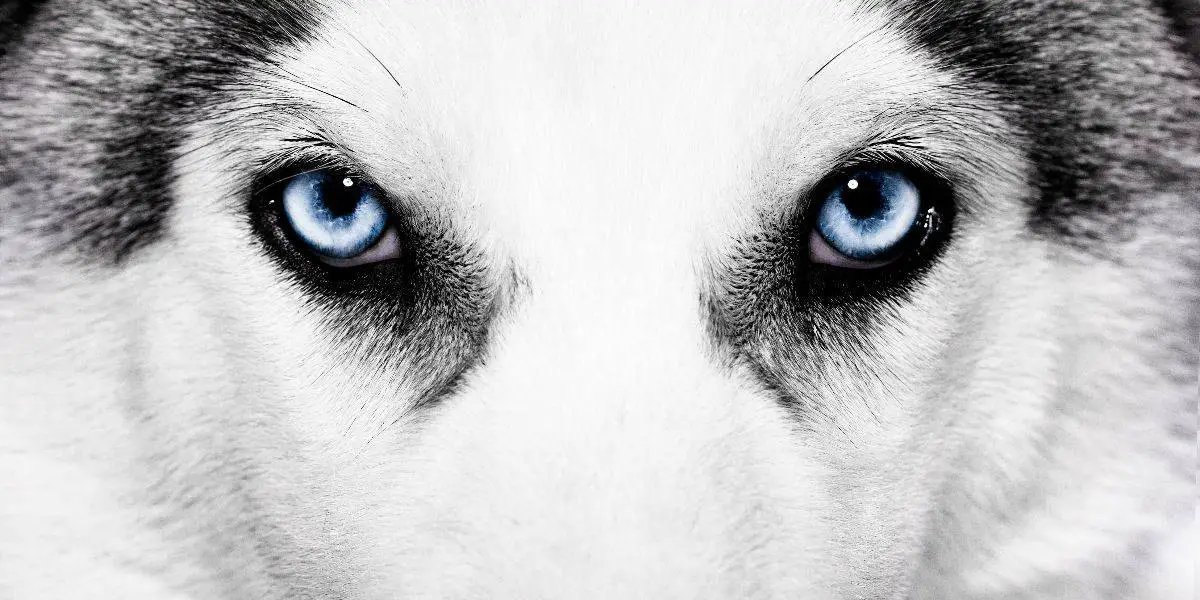 husky different eyes