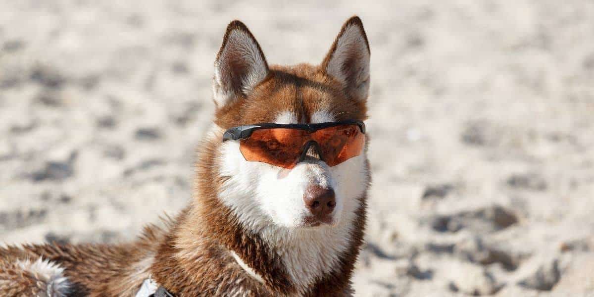 10 Fun and Interesting Facts about Siberian Husky