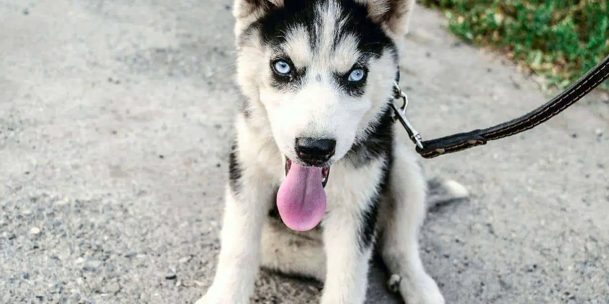 Siberian-Husky-Leash-Training