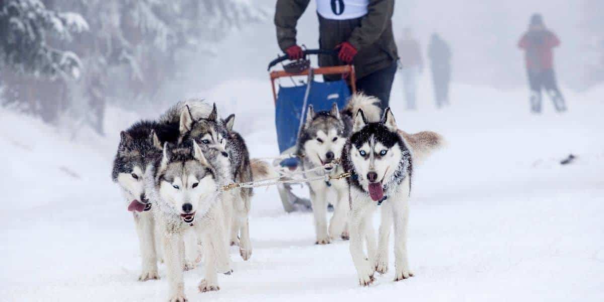 Siberian-Husky-Pull-Training