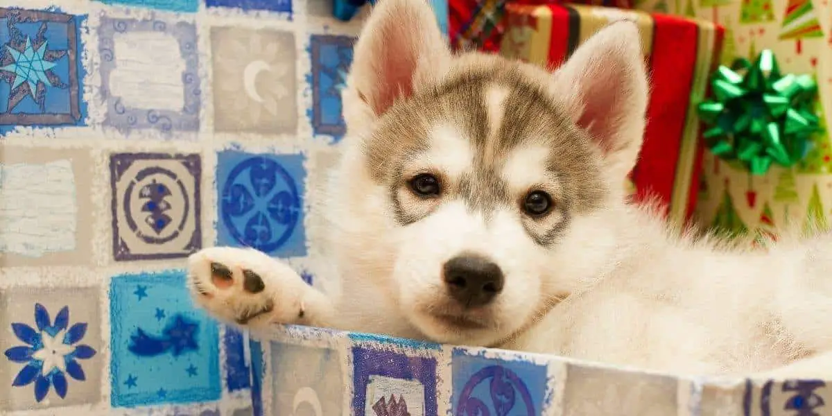 Siberian-Husky-Puppy-for-Christmas