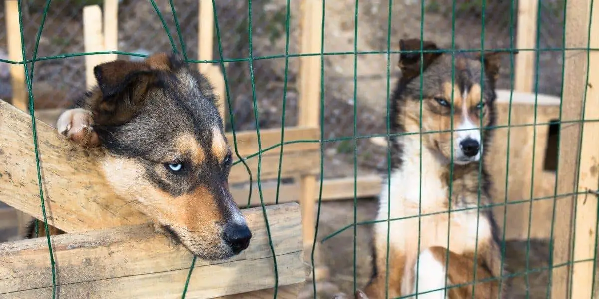 Siberian Husky Rescue Organizations