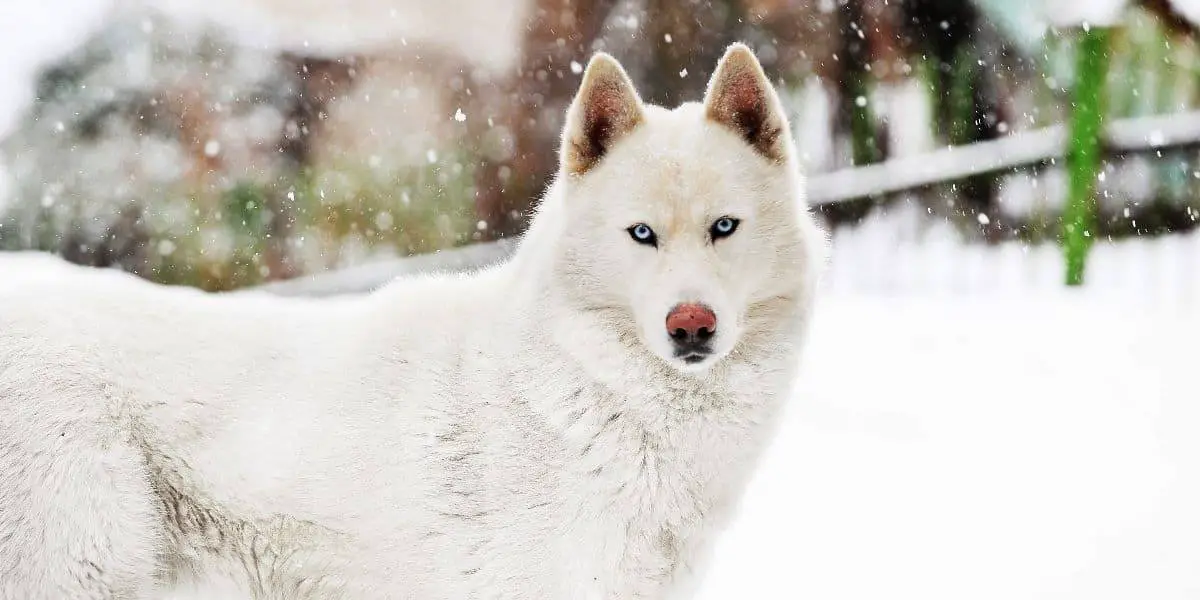 Siberian Husky Temperament and Behavior Siberian Husky Temperament and Behavior