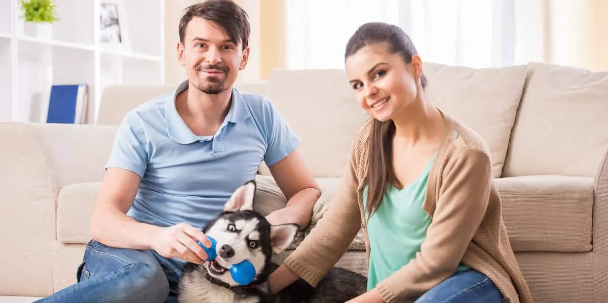Tips-for-adopting-a-siberian-husky Tips-for-adopting-a-siberian-husky