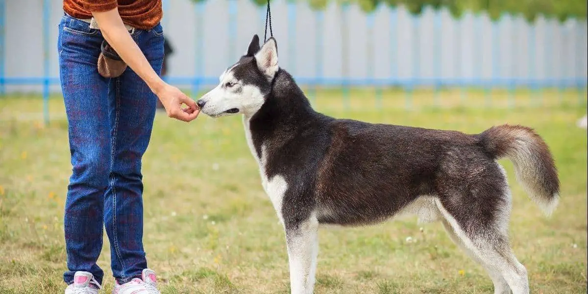 black and white husky getting a treat as a reward for good behavior