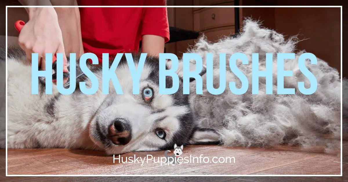 deshedding husky