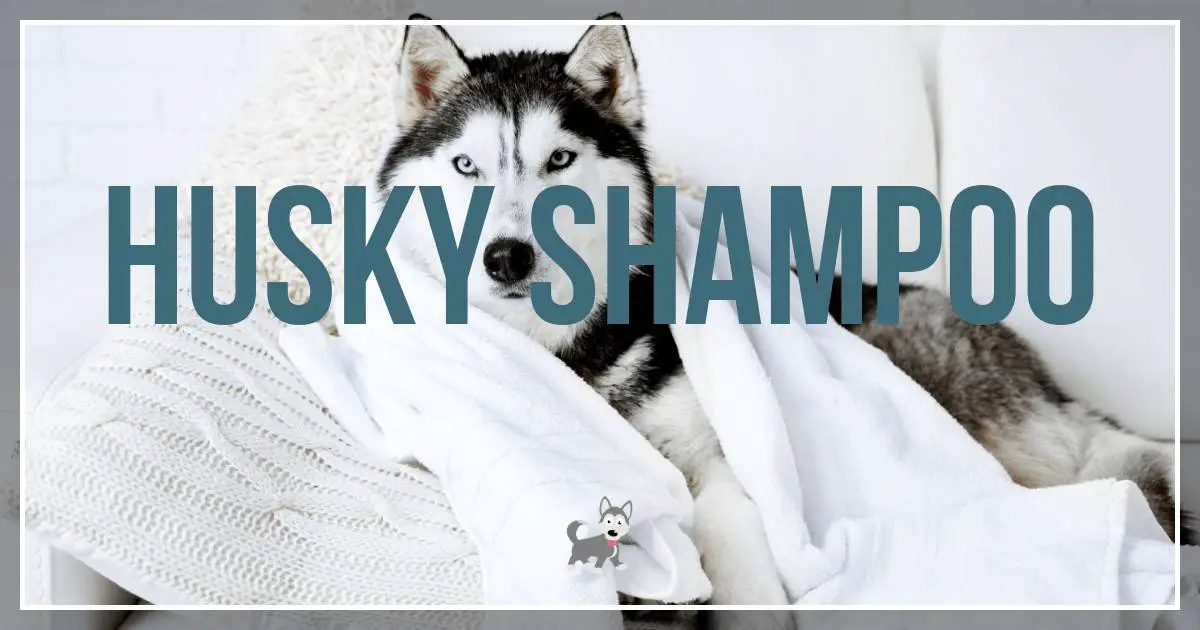 Best shampoo for husky