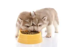 Two teacup husky puppies eating dry food from one bowl