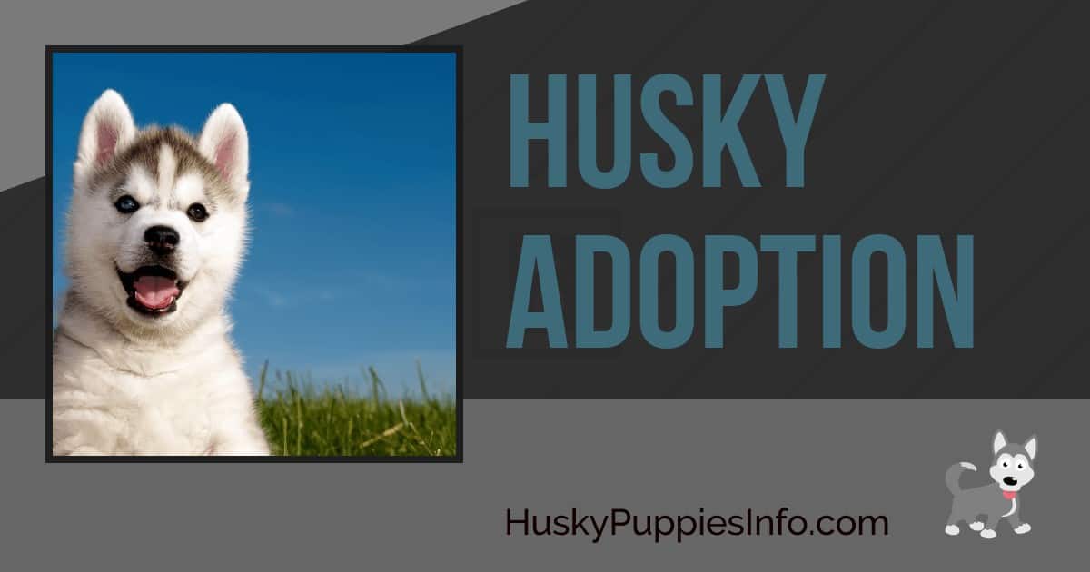 Husky Adoption Husky Adoption