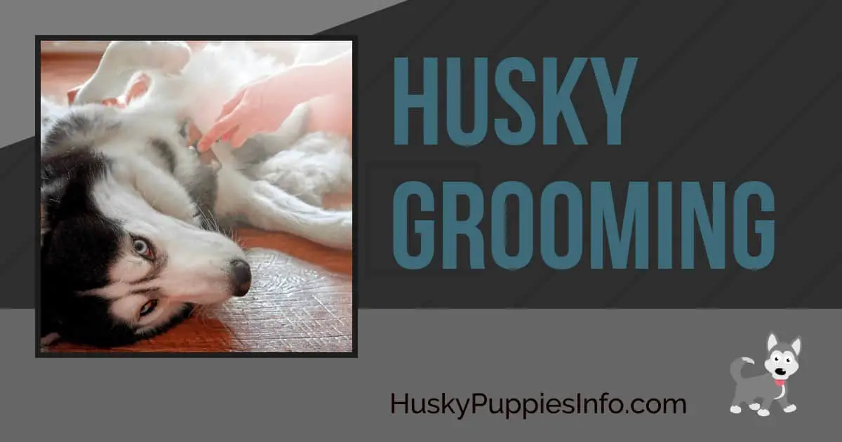 Husky Grooming