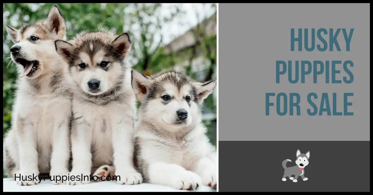 Husky Puppies For Sale