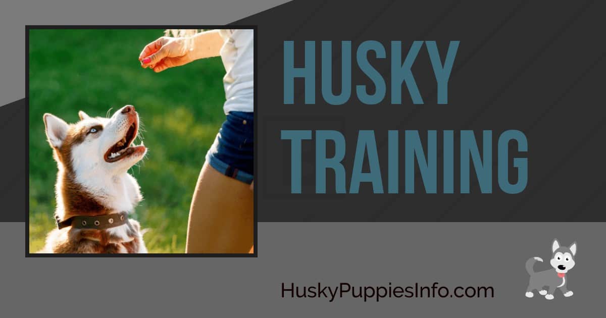 Husky Training