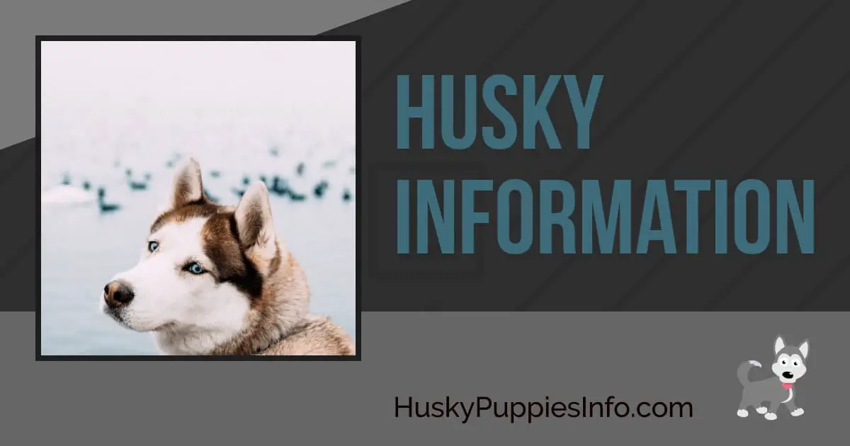 Siberian Husky Puppy Information