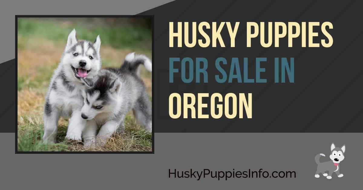 Husky Puppies For Sale in Oregon