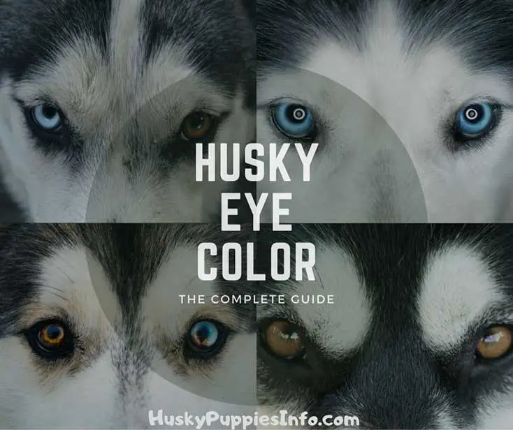 Husky Eye Color: The Complete Guide