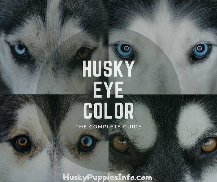 are huskies known to be blind