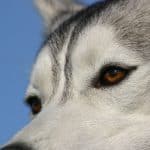 Husky Eye Color Chart