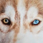 Husky Eye Color Chart