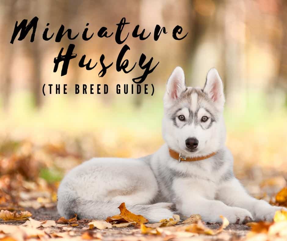 what breeds make up a siberian husky