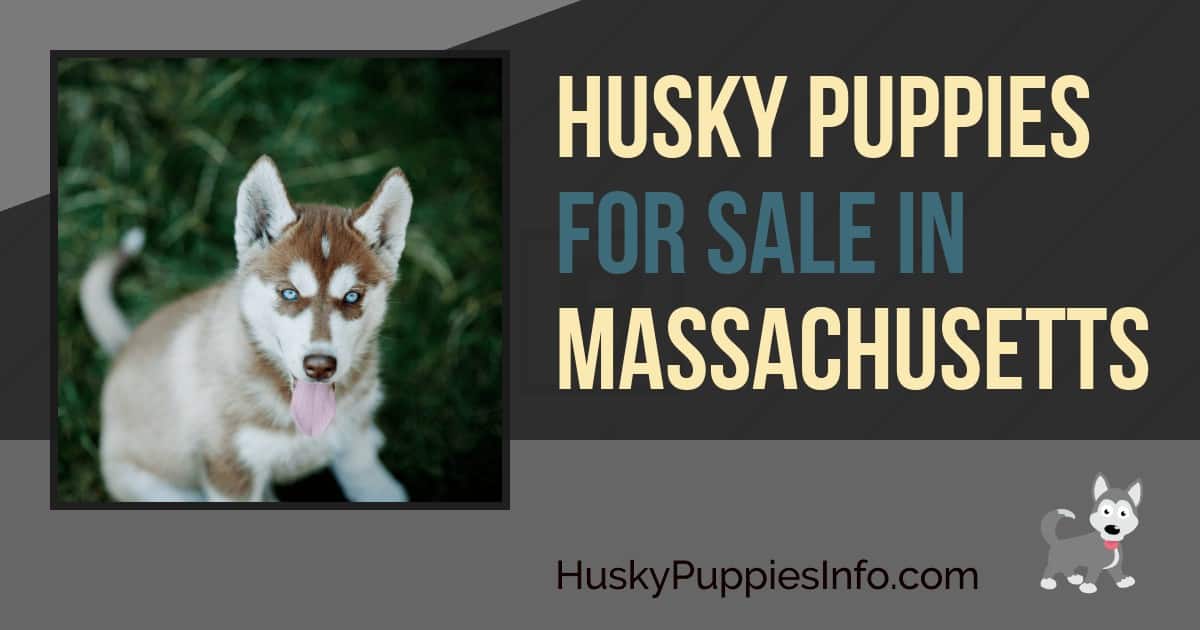 adopt a husky ma