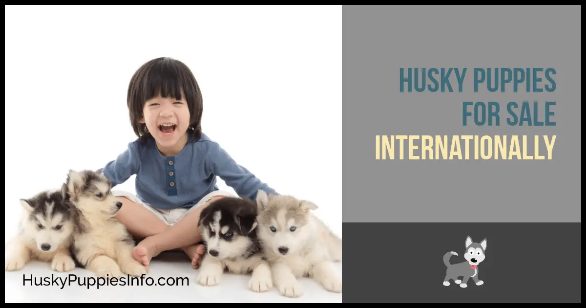 Husky Puppies For Sale Internationally