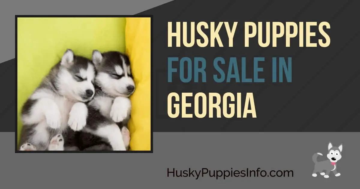 Husky Puppies For Sale in Georgia