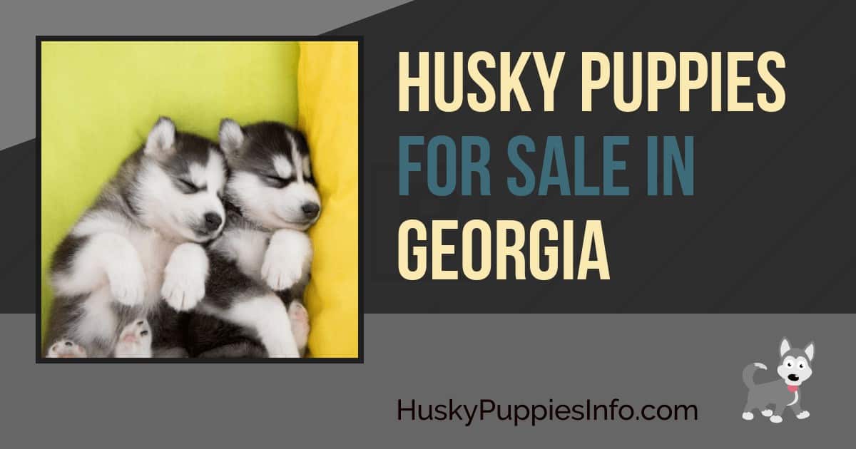 Husky Puppies For Sale in Georgia